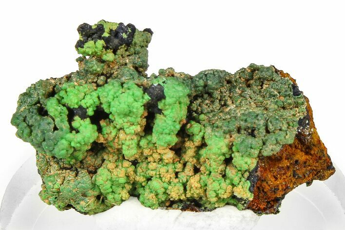 Vibrant Green Conichalcite with Chrysocolla - Namibia #373638